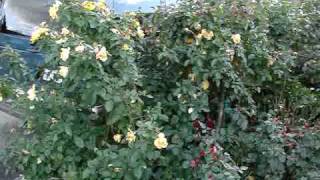 How to Prune a Floribunda Rose [upl. by Weir827]