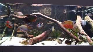 South American Cichlids General View June22 2012 1 [upl. by Hanleigh]