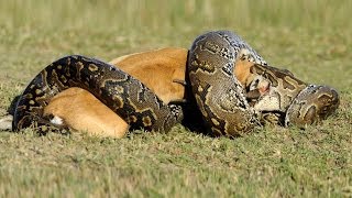 Lion vs Python HD  Must see [upl. by Ori129]