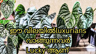 Anthurium luxurians foliage plants ANTHURIUM MALAYALAM  Marine flavours garden tour [upl. by Leiru]