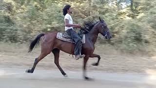 Singlefooting standardbred trotter mare [upl. by Hallvard405]