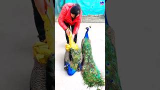 About peacock in English peacock shorts bdsports music love song bollywood hindisong [upl. by Ahsaekal]