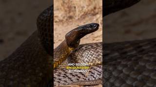 Coastal Taipan  Australias Stealthy Venomous Predator coastaltaipan snacks shots facts [upl. by Mansur202]