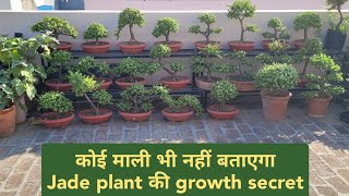 कोई माली भी नहीं बताएगा Jade Plant ग्रोथ का टॉप सीक्रेट  Jade plant care  एकबार जड़ो में मिला दो [upl. by Enilecram259]