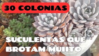 30 COLONIAS de suculentas  DICAS para ENCHER seus vasos com COLONIAS lindas [upl. by Kartis678]