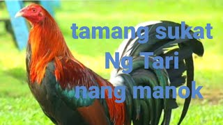 tutorial sa tamang sukat Ng Tari sa paa Ng manok panabong [upl. by Piefer537]