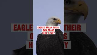 Why Eagles Break Their Own Beaks A Painful Path to Survival shorts animalfacts [upl. by Yentruok]