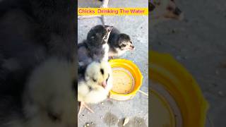 Chicks Drinking The Water shortsyoutubeshorts aseel viral [upl. by Mufi]