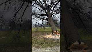 Felling a large oak tree arboriculture arborist stihl chainsaw 500i viral video treeremoval [upl. by Niahs]