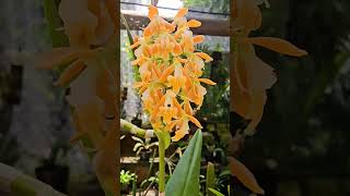 Epidendrum polyanthum orchid orange flowers Playa del Carmen Mexico tropical Caribbean plant life [upl. by Arabrab69]