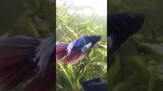 breeding betta [upl. by Nylazor893]