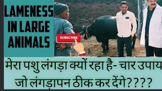 lameness in dairy animals पशुओं में लंगड़ापन  कारण एवं उपचार [upl. by Kovacs]