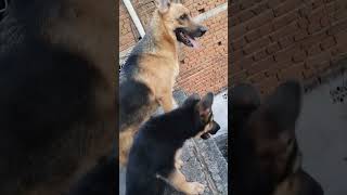 Maa beti potty krke bhag jati he😂cute germanshepherd godgift doglover luccylove😘😘 [upl. by Azil]