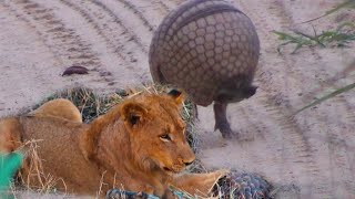 Armadillo rolls into a ball VS LION [upl. by Bannerman]