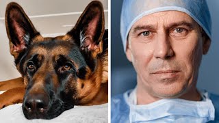 Family Adopts Retired Police Dog – Vet Turns Pale After Taking a Closer Look [upl. by Hanny417]