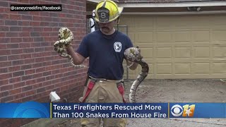 Texas Firefighters Save More Than 100 Snakes From House Fire [upl. by Lebezej]