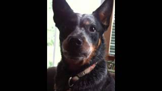 Howling and Shrieking  Cattle Dog Style [upl. by Maidie]