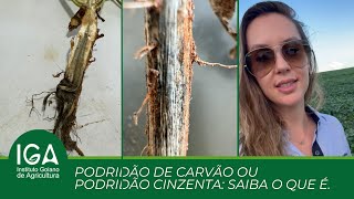 Podridão de carvão ou podridão cinzenta saiba o que é [upl. by Yllim]