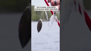 Catching Bass on a Spinnerbait [upl. by Meli402]