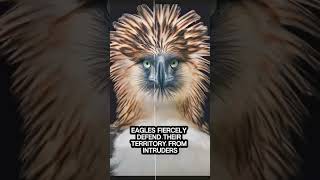 Facts you do not know about Eagles [upl. by Cortie331]