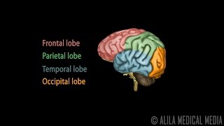 Neuroscience Basics Human Brain Anatomy and Lateralization of Brain Function 3D Animation [upl. by Enwahs17]