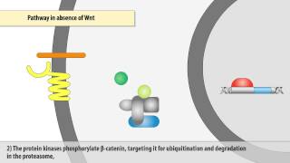 The Wntβcatenin signaling pathway [upl. by Artap258]