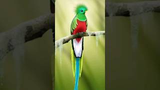 🌍 African Paradise Flycatcher Bird 🎵🎵🎵 youtube video [upl. by Olds]