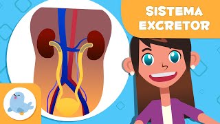 SISTEMA EXCRETOR 🧍🏻‍♂️ El aparato urinario y las glándulas sudoríparas 🧬 Ciencia para niños [upl. by Ostraw]