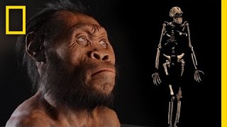 New Human Ancestor Discovered Homo naledi EXCLUSIVE VIDEO  National Geographic [upl. by Oliana]