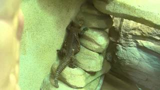 Geyrs Dornschwanzagame klettert 50 cm hoch  Zoo Augsburg  Geyrs Spinytailed Lizard [upl. by Neal166]