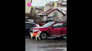 Guide dog bravely halts traffic for owner shorts [upl. by Ajan154]