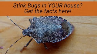 Stink Bugs in Your House How and why they are there what they are doing and what you can do [upl. by Ondrej]