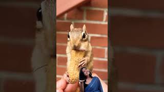 chipmunk planetchipmunk funny animals [upl. by Scheer]