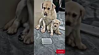 Heartwarming Moment Mother Dog Protects Her Precious Puppies from Owners Punishment [upl. by Blondie]