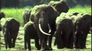 African elephant video Loxodonta africana 32 [upl. by Persson]