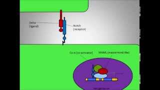 DeltaNotch Signaling Pathway in Neurogenesis [upl. by Enileuqcaj]