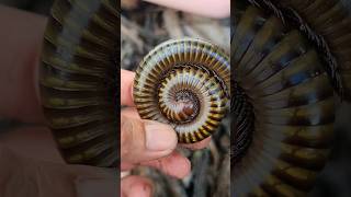 Giant Millipede Closeup millipedeexplore millipedes cute [upl. by Dnomsad948]