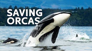 Saving Critically Endangered Killer Whales [upl. by Adnilemre]