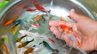 Find Colorful Ornamental fish Goldfish betta fish Catfish lobster koi fish animals Videos [upl. by Norm]