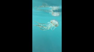 Who knew there were so many different species of jellyfish in the UK 🪼😮 📹 badasssup [upl. by Motch967]