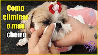 Como eliminar o mau cheiro da carinha do Shih tzu Lhasa Yorkshire Maltês [upl. by Aniehs302]