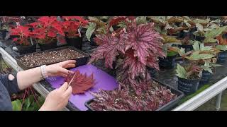 Begonia Rex Propagation By Lynne Dibley [upl. by Herra101]