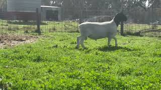 MOUNT GIPPS DORPER RAM SALE 2024  LOT 1 230067 [upl. by Nangatrad818]