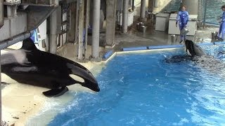 Shamu Stadium Post Show Feeding  SeaWorld San Diego  March 26 2014 [upl. by Selle]