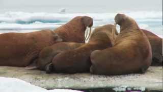 Tracking Pacific Walrus Expedition to the Shrinking Chukchi Sea Ice [upl. by Lzeil]