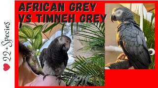 Feathered FaceOff African Grey vs Timneh Parrot amp Timneh 1st Impressions  parrotbliss [upl. by Attelrak945]