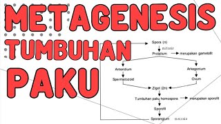 Metagenesis Tumbuhan Paku Plantae Biologi Kelas 10 [upl. by Veradis916]