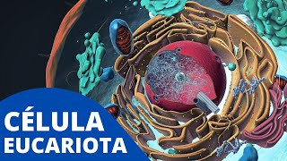 La CÉLULA EUCARIOTA explicada sus organelos celulares características y funcionamiento🦠 [upl. by Anavlys]