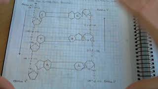 ADN y estructuras del ADN  Biologia Ácidos nucleicos Material genético [upl. by Porett]