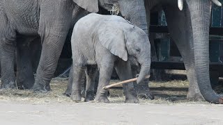 African Elephant Calf  Howletts Wild Animal Park 2019 [upl. by Selmner878]